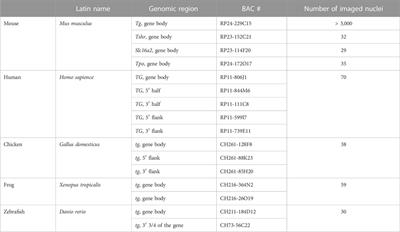 The highly and perpetually upregulated thyroglobulin gene is a hallmark of functional thyrocytes